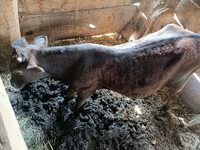 Bull, Cattle — photo 2
