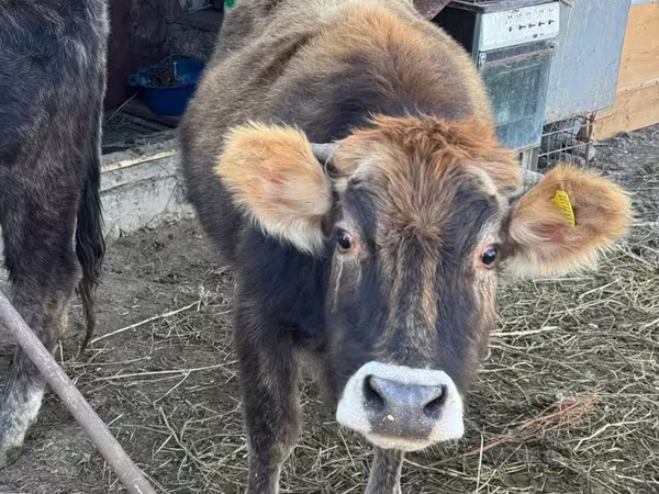 İnək, Swiss cattle