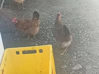 Chickens — foto 3