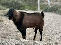 تيس, Nubian Goat — الصورة 4