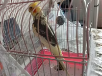 Nimfa (cockatiel) tutuquşu və qəfəs dəsti - Növ: Nimfa (cockatiel) – — 照片 1
