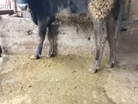 Buqa, Russian Black pied cattle — 2-rasm