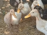 Domestic Muscovy — photo 6
