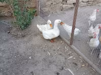 Chickens — photo 5