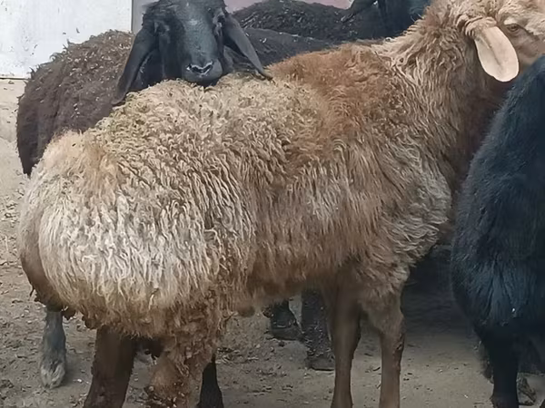 Beran, Ovce