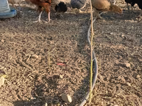 Chickens — photo 2