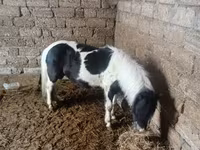 At, Miniature horse — foto 3