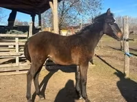 Caballo, Hungarian horse breed — foto 1
