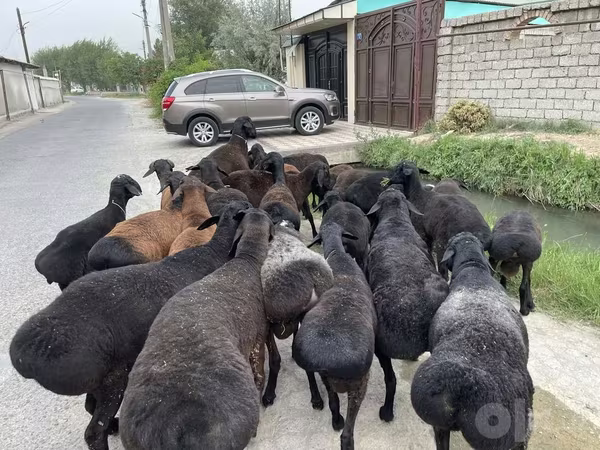 Baran, Owce