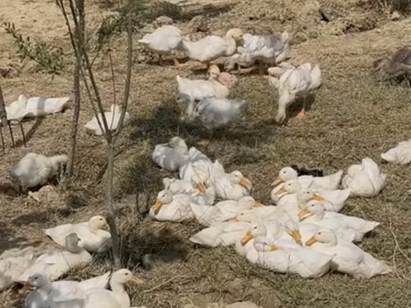 Ducks — Azərbaycan