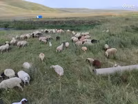 Овца, Балбас овца — фото 4