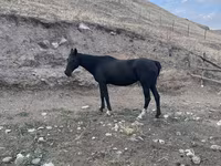 Madyan, Russian Don — foto 1