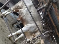 Bulle, Rote hornlose Kuh — Foto 8