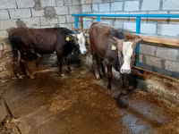 Buğa, Qırmızı-ləkəli cins — foto 7