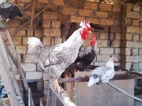 Chickens — foto 1