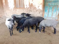 Ovce, Romanov sheep — foto 7
