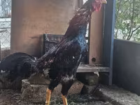 Chickens — photo 3