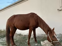 At, Karabakh horse — foto 6