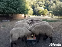 Ovelha, Tsigai sheep — foto 2