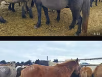 فرس, Horse breed — الصورة 2