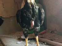 Chickens — zdjęcie 3