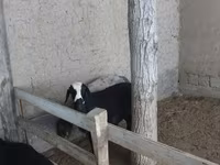 Cabras (lote, sexo no especificado), Cabras — foto 2