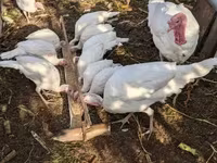 Turkeys — الصورة 1