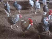 Chickens — foto 2