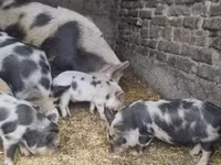 मादा सूअर, Кунекуне — फ़ोटो 8