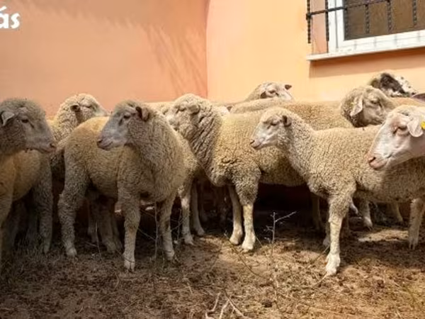 Баран, Ile-de-France sheep