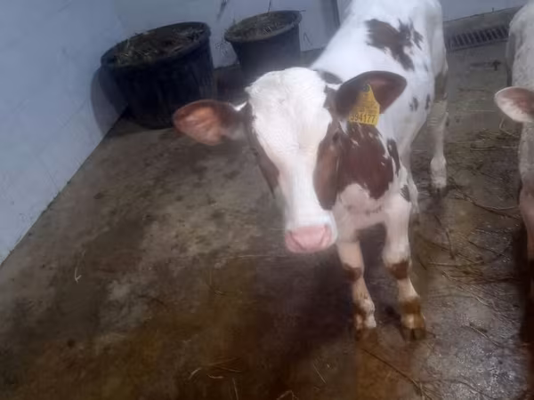 İnək, Simmental cattle — Azərbaycan