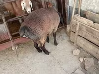Qoç, Blackheaded Persian sheep — foto 8