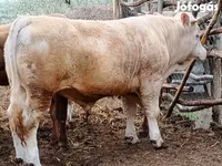 Bulle, Simmental cattle — Foto 2