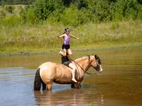 At, Gypsy horse — foto 7