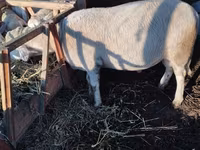 Qoç, Lacaune sheep — foto 3