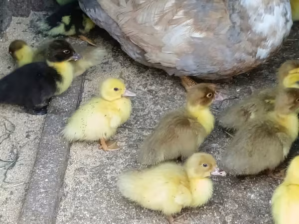 Ducks — Azərbaycan