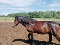 Horse (M), Kushum Horse — photo 1