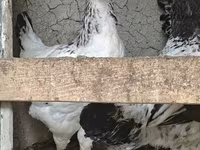 Chickens — photo 3