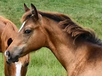 Madyan, Appaloosa — foto 3