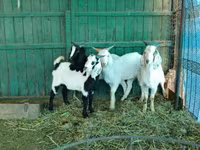 Keçi, Saanen goat — foto 5