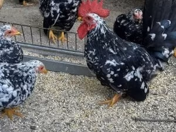 Chickens