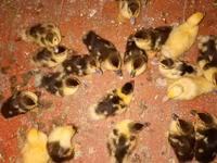 Ducks — photo 2