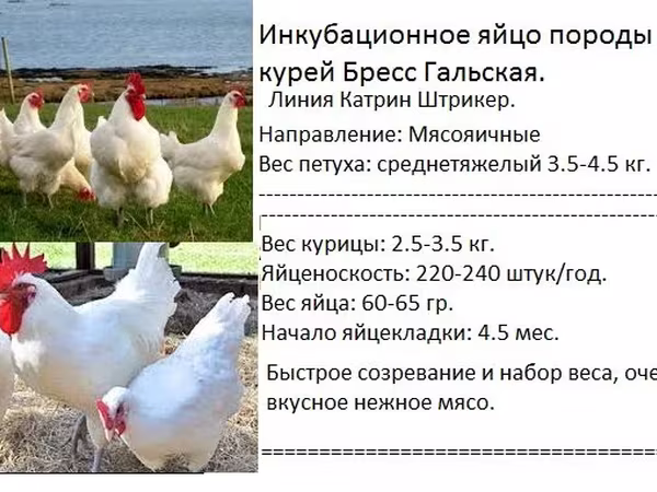 Бресс гаулёз