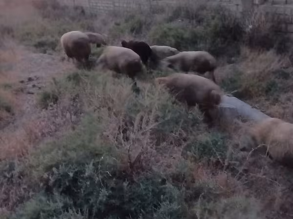 Sheep (batch, sex not specified), Sheep — Azerbaijan