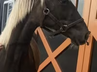 Horse (M), Rocky Mountain Horse — photo 1