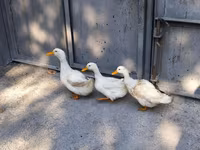 German Pekin — photo 1