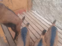 Keçi, Alpine goat — foto 2