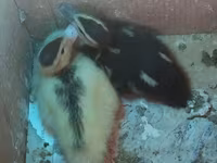 Ducks — foto 4