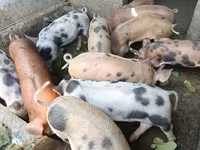 Boar, Pigs — photo 1