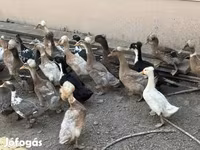 Ducks — zdjęcie 1